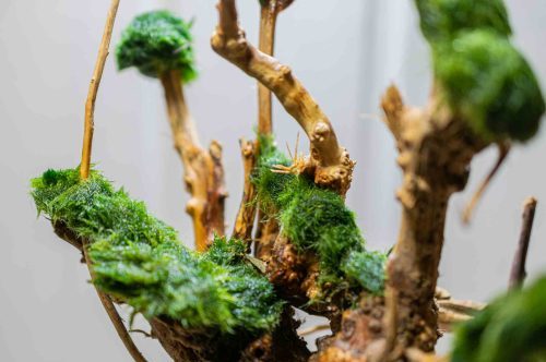 Aquascape Cladophora Slider