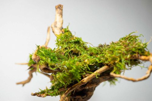 Aquascape_Moss_Slider