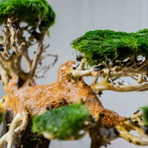 Projetos com plantas