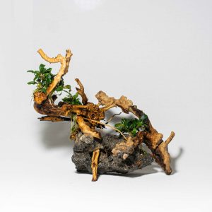 diseño-aquascape-A08