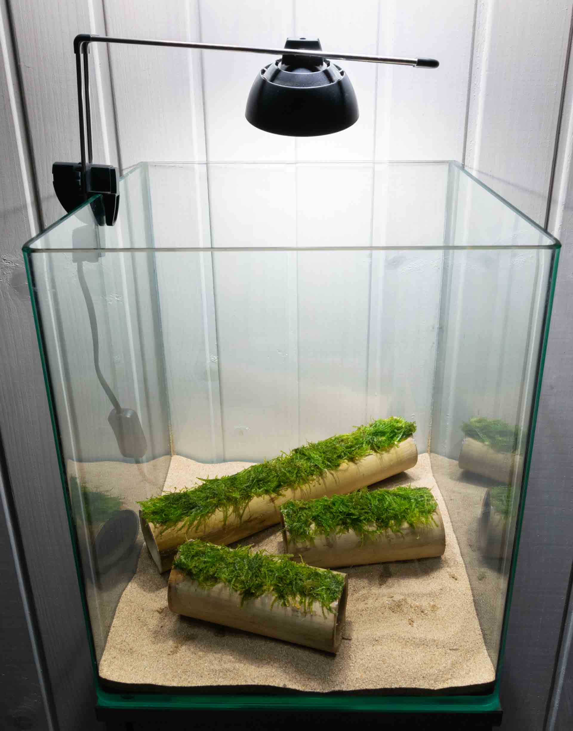 Bamboo Weeping To Decorate Aquariums Nympha Design