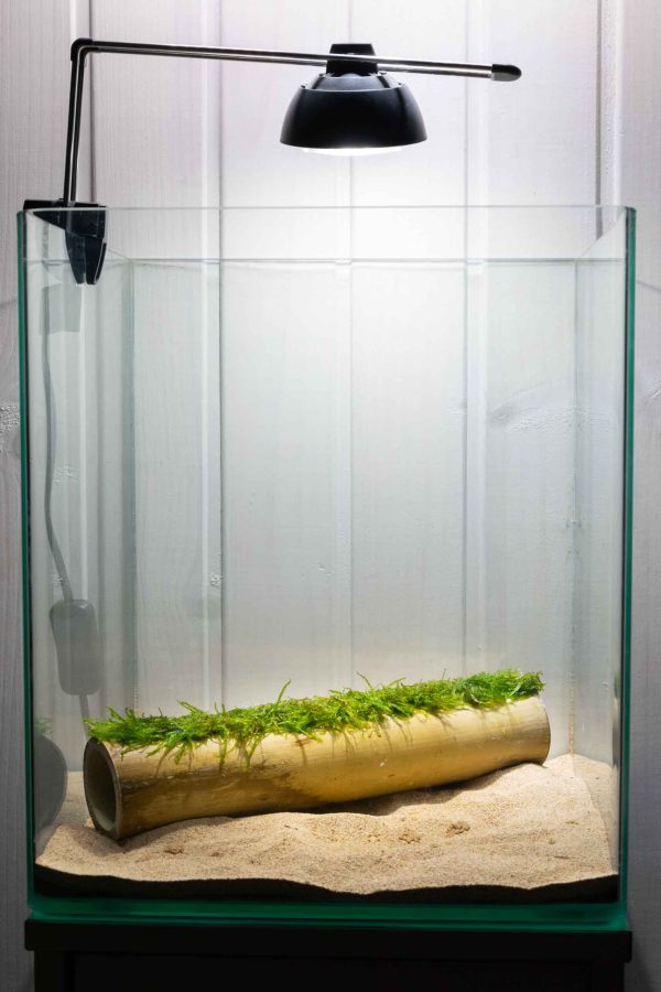 Bamboo Weeping To Decorate Aquariums Nympha Design