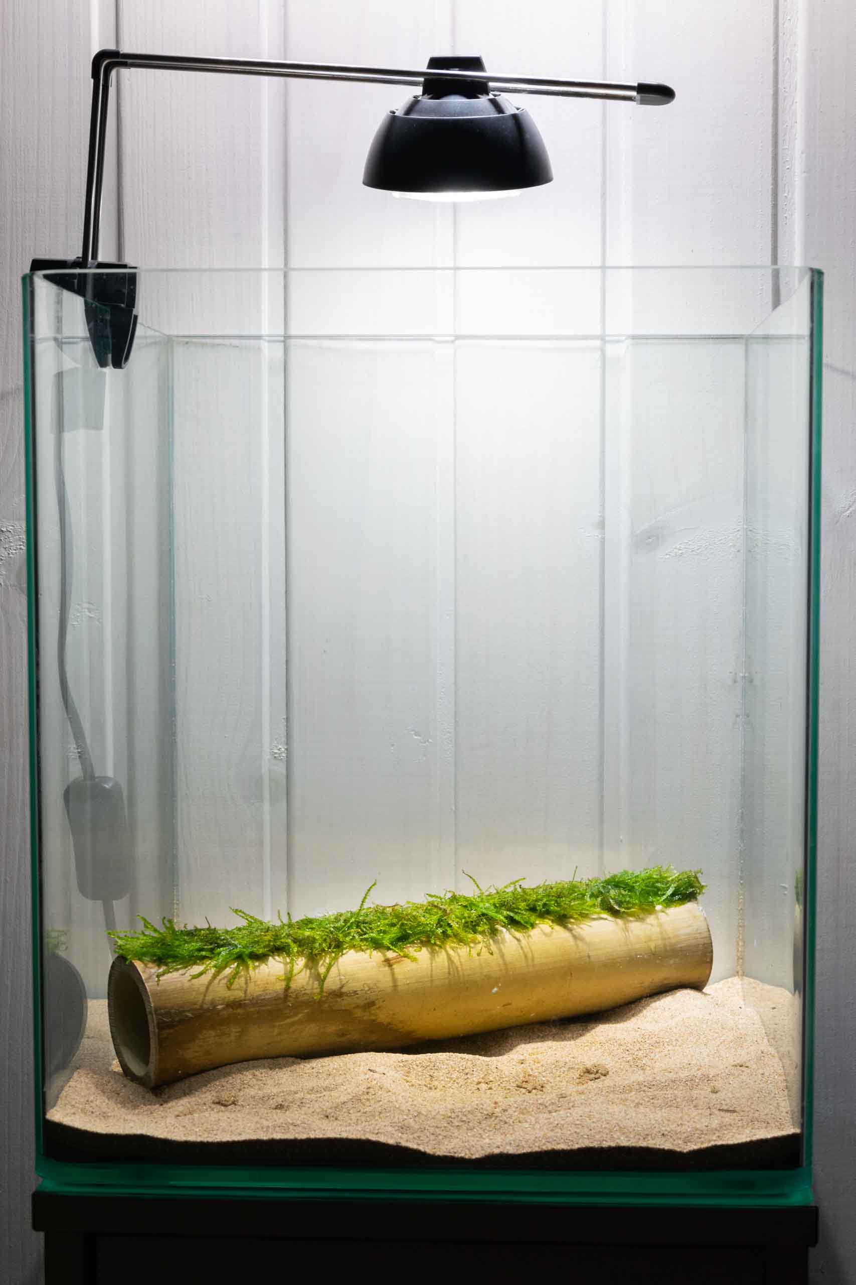 Bamboo Weeping To Decorate Aquariums Nympha Design