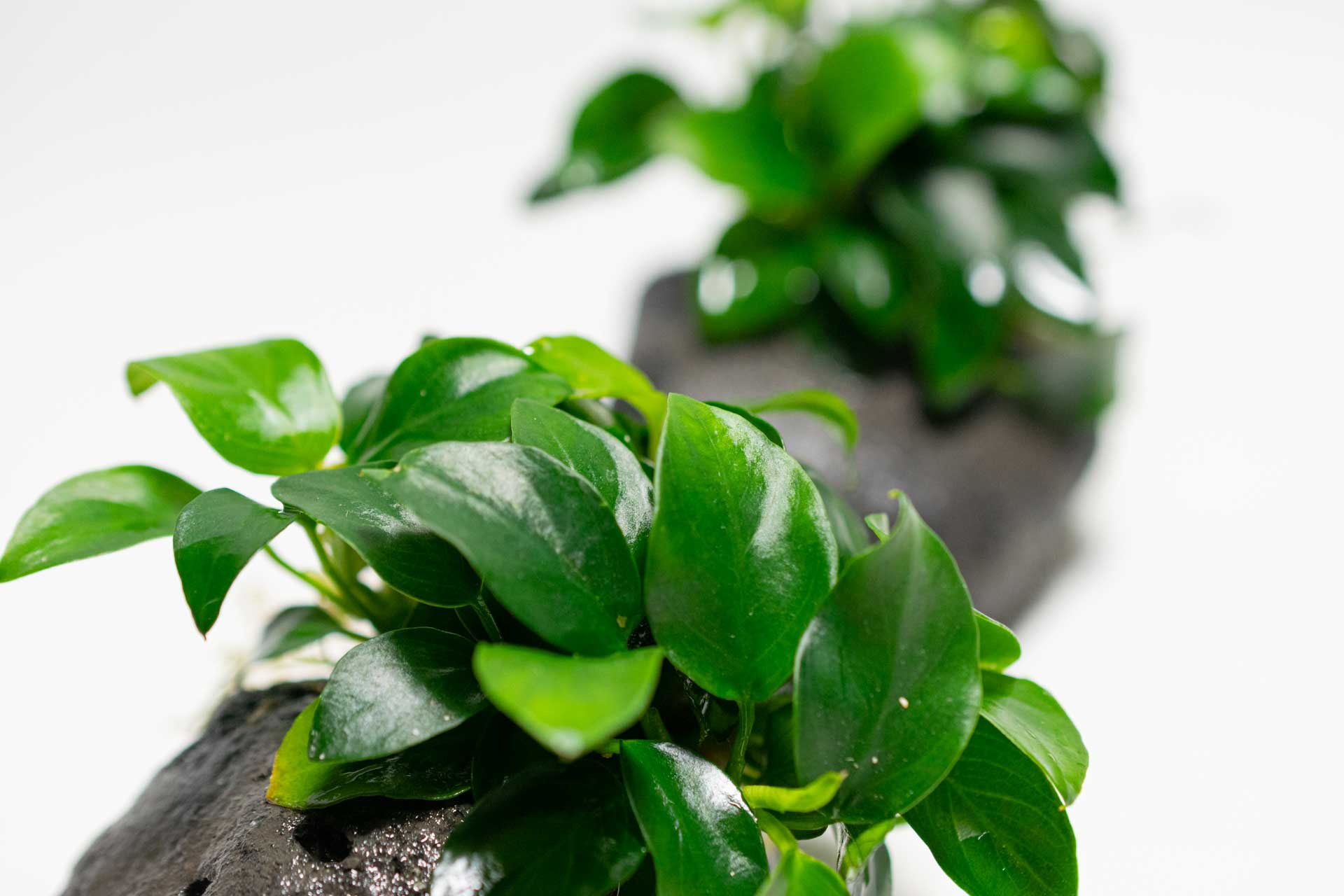 Categoria Designs com plantas